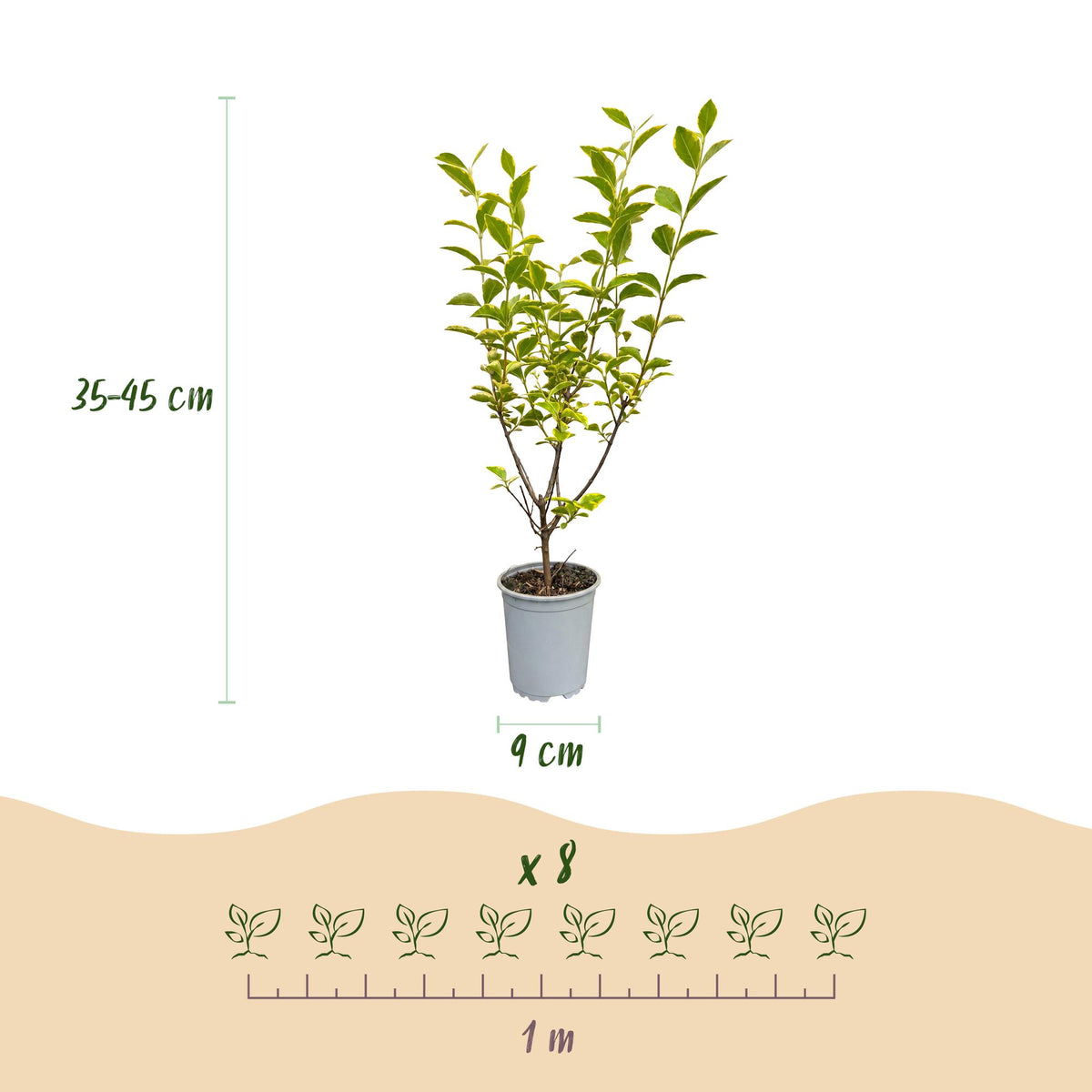 16x Ligustrum ovalifolium Aureum - Buntblättriger Liguster - Heckenpflanzen - Immergrün - Bunt - Topf 9cm - Höhe 35-45cm – HaGa-Welt