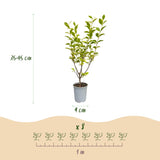 16x Ligustrum ovalifolium Aureum - Buntblättriger Liguster - Heckenpflanzen - Immergrün - Bunt - Topf 9cm - Höhe 35-45cm – HaGa-Welt
