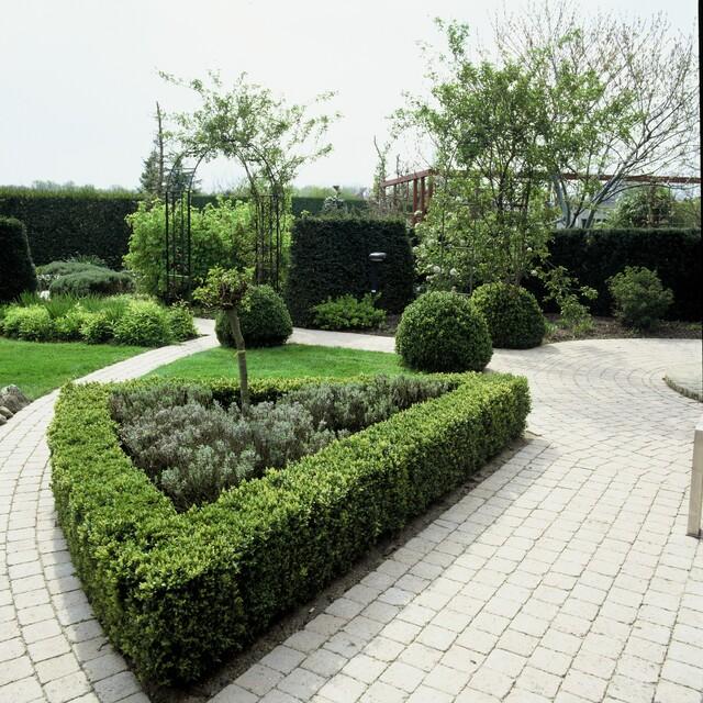 24x Buxus Sempervirens - ↕10-25cm - Ø9cm – HaGa-Welt