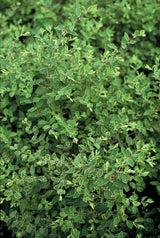24x Symphoricarpos ch. 'Hancock' - ↕10-25cm - Ø9cm – HaGa-Welt