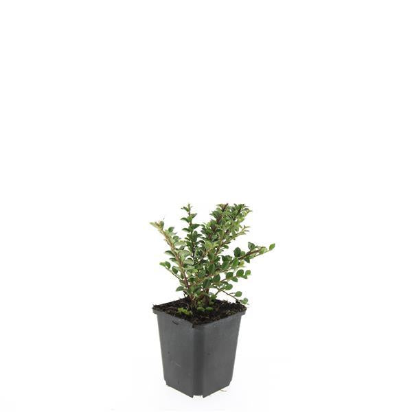 24x Cotoneaster horizontalis - ↕10-25cm - Ø9cm – HaGa-Welt