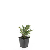 24x Cotoneaster horizontalis - ↕10-25cm - Ø9cm – HaGa-Welt