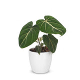 Philodendron Gloriosum - Gloriosum Philodendron - 1 Pflanze - mit Weißem Topf - Topf 12cm - Höhe - 25cm