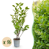 16x Ligustrum ovalifolium - Gewöhnlicher Liguster - Heckenpflanzen - Immergrün - Grün - Topf 9cm - Höhe 35-45cm – HaGa-Welt