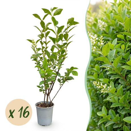 16x Ligustrum ovalifolium - Gewöhnlicher Liguster - Heckenpflanzen - Immergrün - Grün - Topf 9cm - Höhe 35-45cm – HaGa-Welt