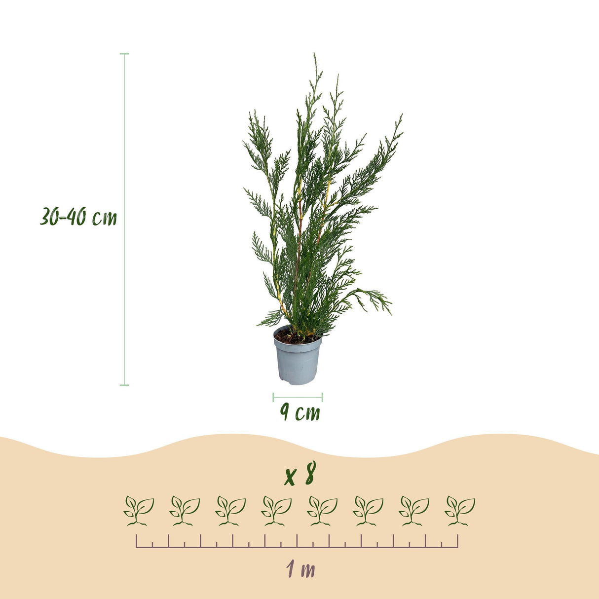 16x Cupressocyparis leylandii 2011 - Leylandii - Heckenpflanzen - Immergrün - Grün - Topf 9cm - Höhe 30-40cm – HaGa-Welt