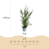 16x Cupressocyparis leylandii 2011 - Leylandii - Heckenpflanzen - Immergrün - Grün - Topf 9cm - Höhe 30-40cm – HaGa-Welt