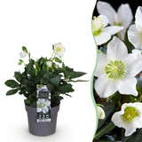 1x Helleborus niger 'Christmas Carol' – Christrose – Weiß – Topf Ø 14 cm – Höhe 30 cm inkl. Topf