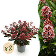 2x Skimmia japonica 'Rubella' – Skimmie – Rote Knospen, später weiße Blüten – Topf Ø 15 cm – Höhe 30 cm inkl. Topf – HaGa-Welt