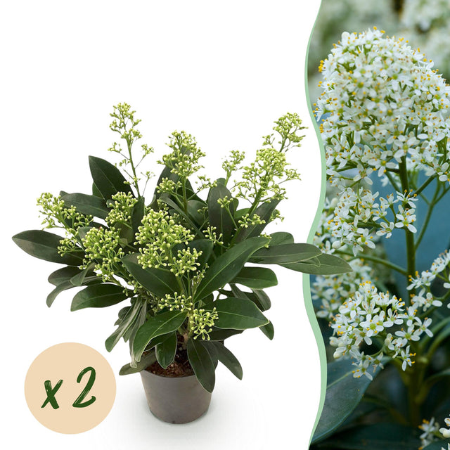 2x Skimmia japonica 'Finchy' – Skimmie – Hellgrüne bis cremefarbene Knospen, weiße Blüten – Topf Ø 10,5 cm – Höhe 25 cm inkl. Topf – HaGa-Welt