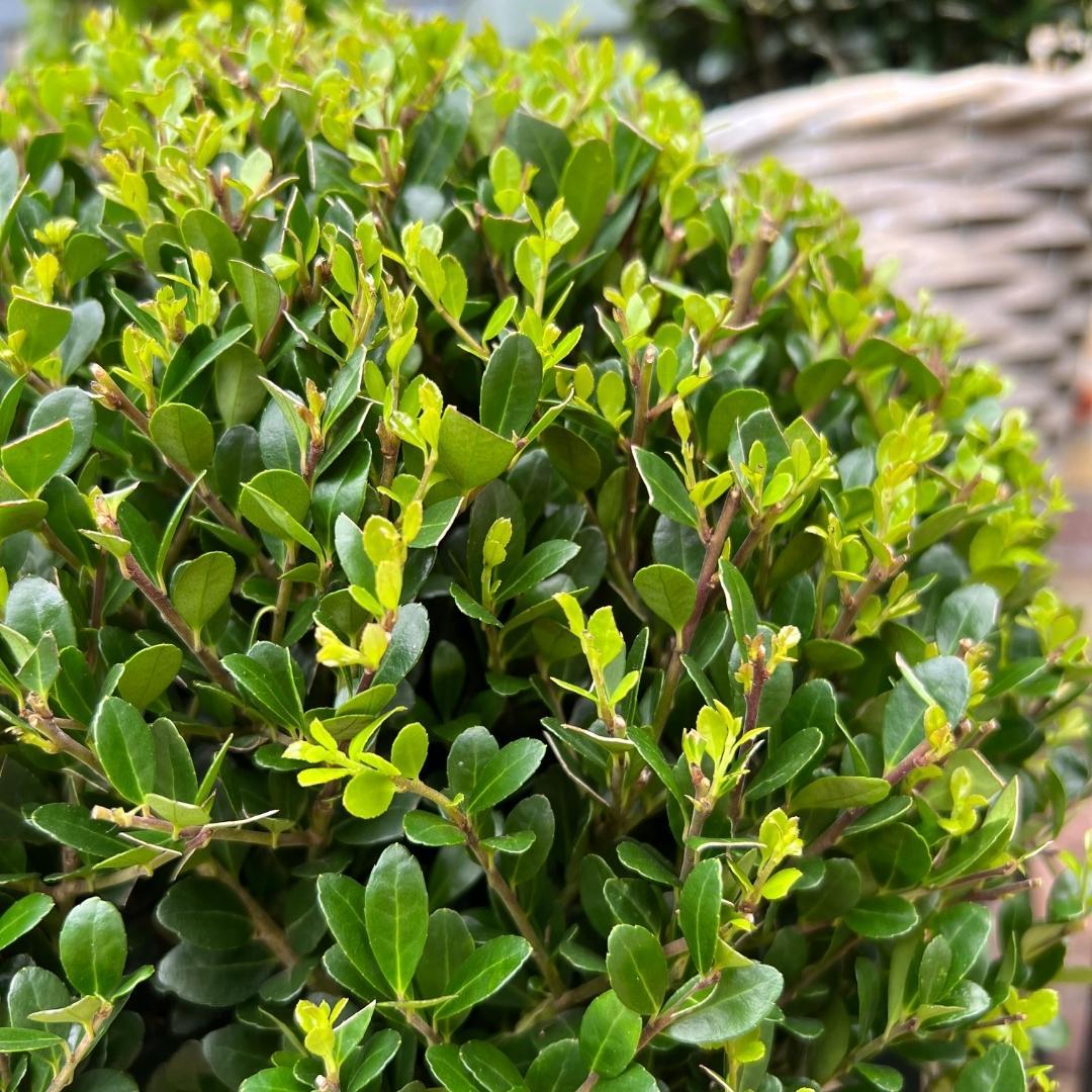2x Ilex crenata 'Jenny' Kugel XL | Set mit 2 Stück | 19 cm Ø – HaGa-Welt