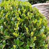 2x Ilex crenata 'Jenny' Kugel XL | Set mit 2 Stück | 19 cm Ø – HaGa-Welt