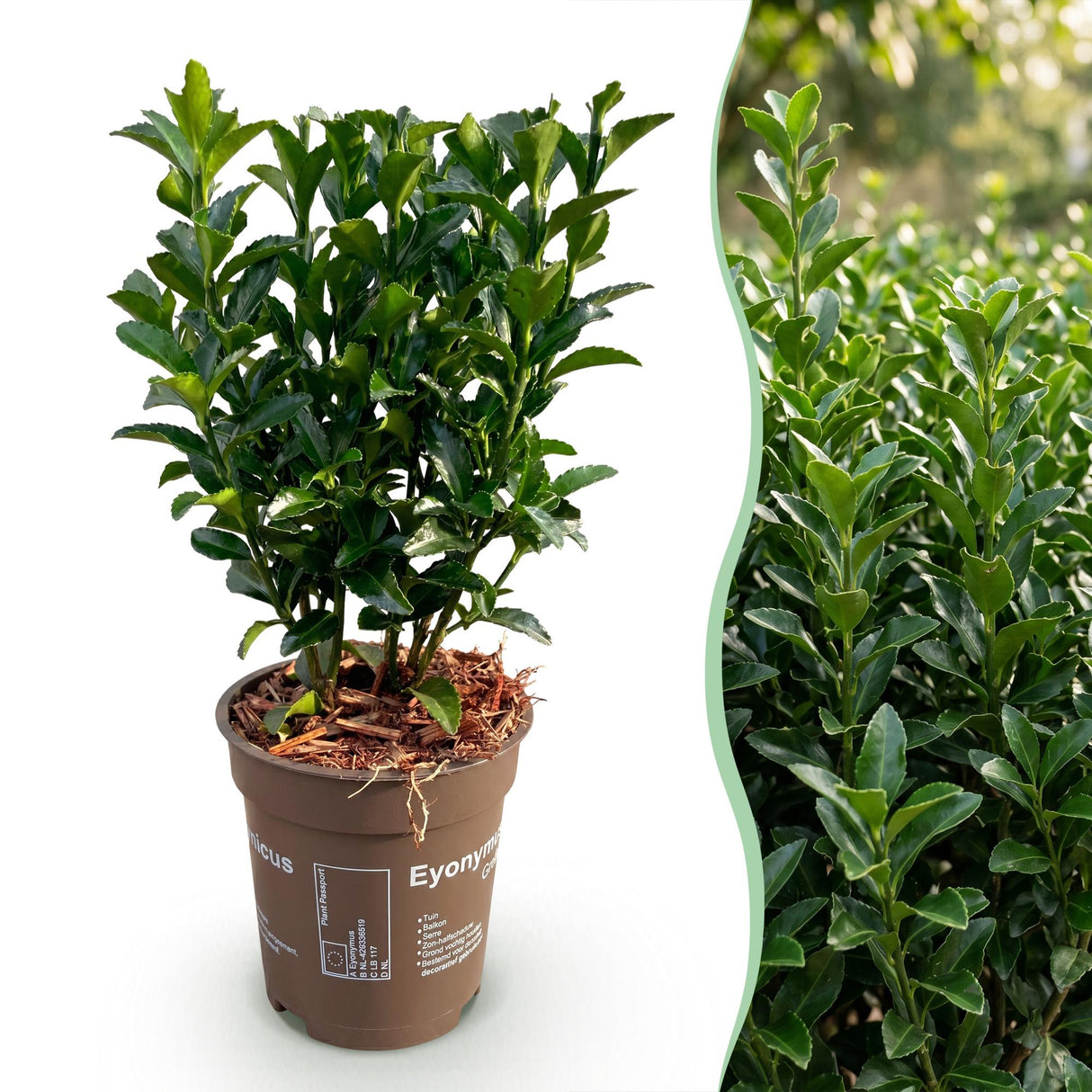 24x Euonymus japonica Green Spire - Pfaffenhütchen - Heckenpflanzen - Immergrün - Grün - Topf 9cm - Höhe 20-25cm – HaGa-Welt