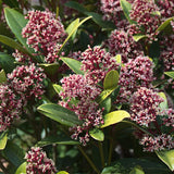 2x Skimmia japonica 'Rubella' – Skimmie – Rote Knospen, später weiße Blüten – Topf Ø 15 cm – Höhe 30 cm inkl. Topf – HaGa-Welt