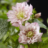 1x Helleborus orientalis 'Double Ellen Pink' – Rose de carême – Rose – pot Ø 14 cm – hauteur 35 cm pot inclus