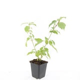 24x Cornus sang. 'Anny's Winter Orange' - ↕10-25cm - Ø9cm – HaGa-Welt
