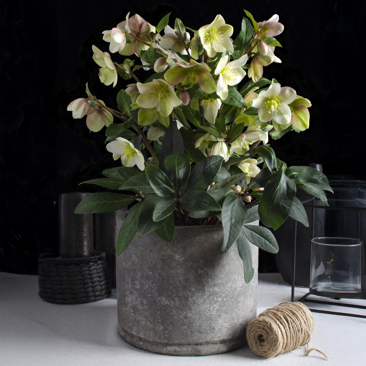 1x Helleborus 'Diamonfire' – Hellébore – Vert et blanc – pot Ø 19 cm – hauteur 40 cm pot inclus