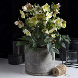 1x Helleborus 'Diamonfire' – Hellébore – Vert et blanc – pot Ø 19 cm – hauteur 40 cm pot inclus
