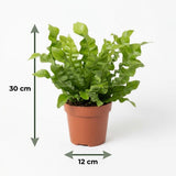 Asplenium Crispy Wave - Krauser Wellenfarn - 1 Pflanze - mit Weißem Topf - Topf 12cm - Höhe - 30cm