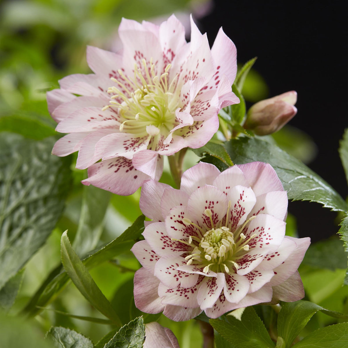 2x Helleborus orientalis 'Double Ellen Pink' – Lenzrose – Rosa – Topf Ø 14 cm – Höhe 35 cm inkl. Topf – HaGa-Welt