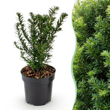 16x Taxus baccata - Eibe - Heckenpflanzen - Immergrün - Grün - Topf 9cm - Höhe 20-30cm – HaGa-Welt