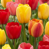 Tulpenzwiebeln – verschiedene Sorten zum Einpflanzen – HaGa-Welt