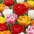 Tulpenzwiebeln – verschiedene Sorten zum Einpflanzen – HaGa-Welt