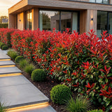 16x Photinia fraseri Red Robin - Glanzmispel - Heckenpflanzen - Immergrün - Rot - Topf 9cm - Höhe 25-35cm – HaGa-Welt