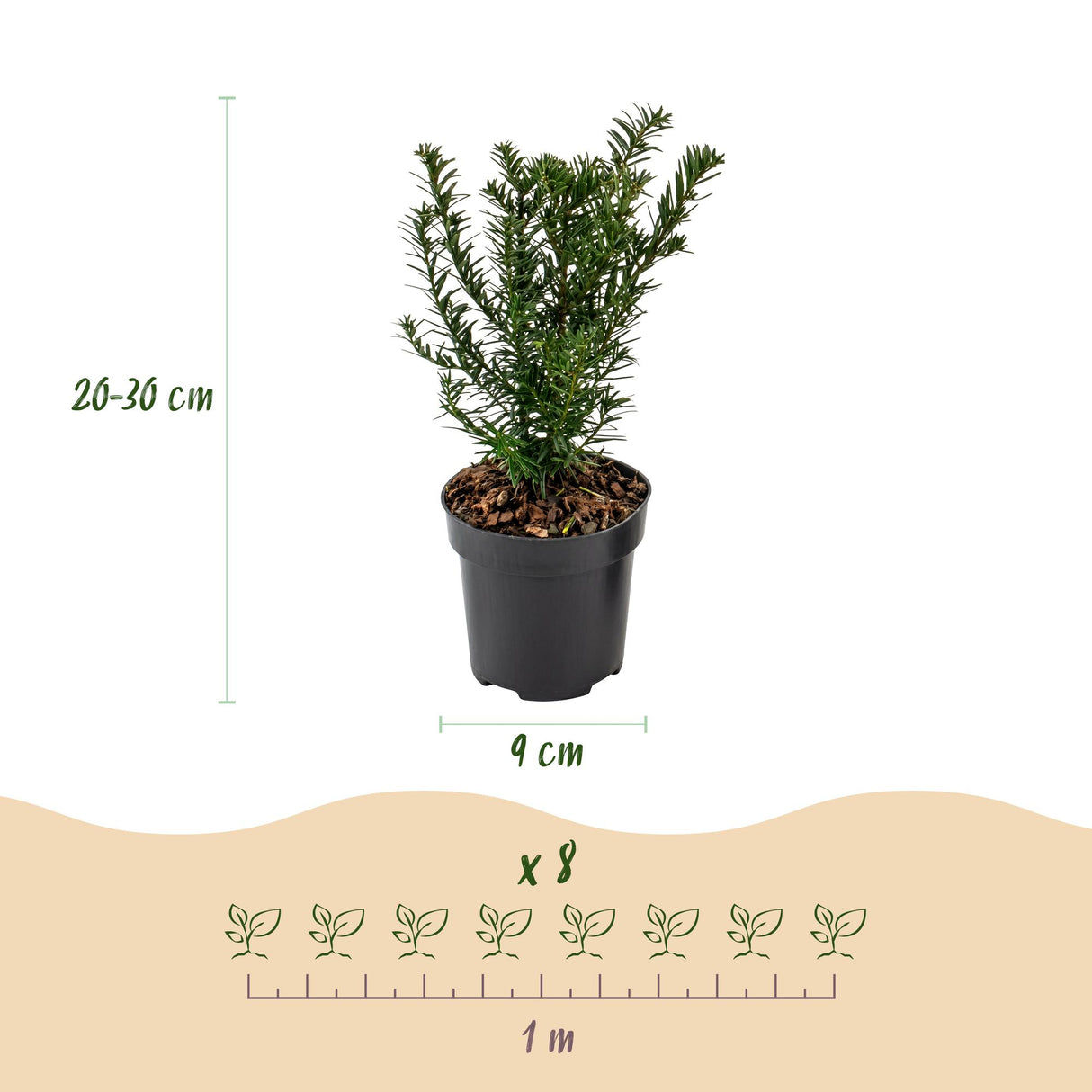 16x Taxus baccata - Eibe - Heckenpflanzen - Immergrün - Grün - Topf 9cm - Höhe 20-30cm – HaGa-Welt
