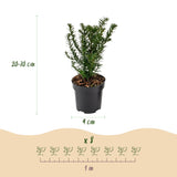 16x Taxus baccata - Eibe - Heckenpflanzen - Immergrün - Grün - Topf 9cm - Höhe 20-30cm – HaGa-Welt