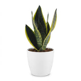 Sansevieria Future Superb - Bogenhanf - 1 Pflanze - mit Weißem Topf - Topf 12cm - Höhe - 35cm