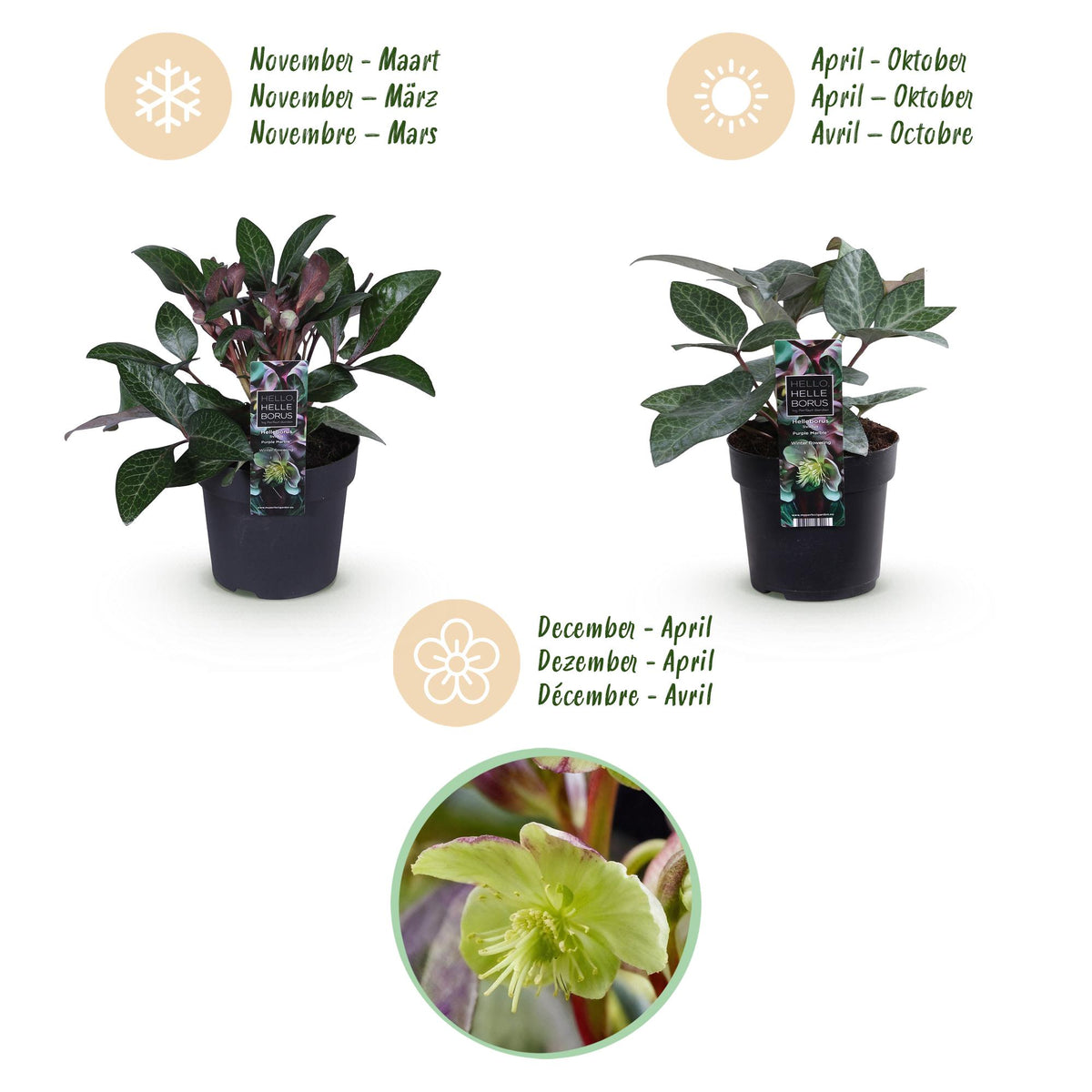 2x Helleborus lividus 'Purple Marble' – Hellébore – Vert crème nuancé de rose pourpré – pot Ø 14 cm – hauteur 35 cm pot inclus