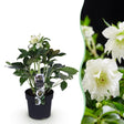 1x Helleborus orientalis 'Double Ellen White' – Lenzrose – Weiß – Topf Ø 14 cm – Höhe 35 cm inkl. Topf – HaGa-Welt