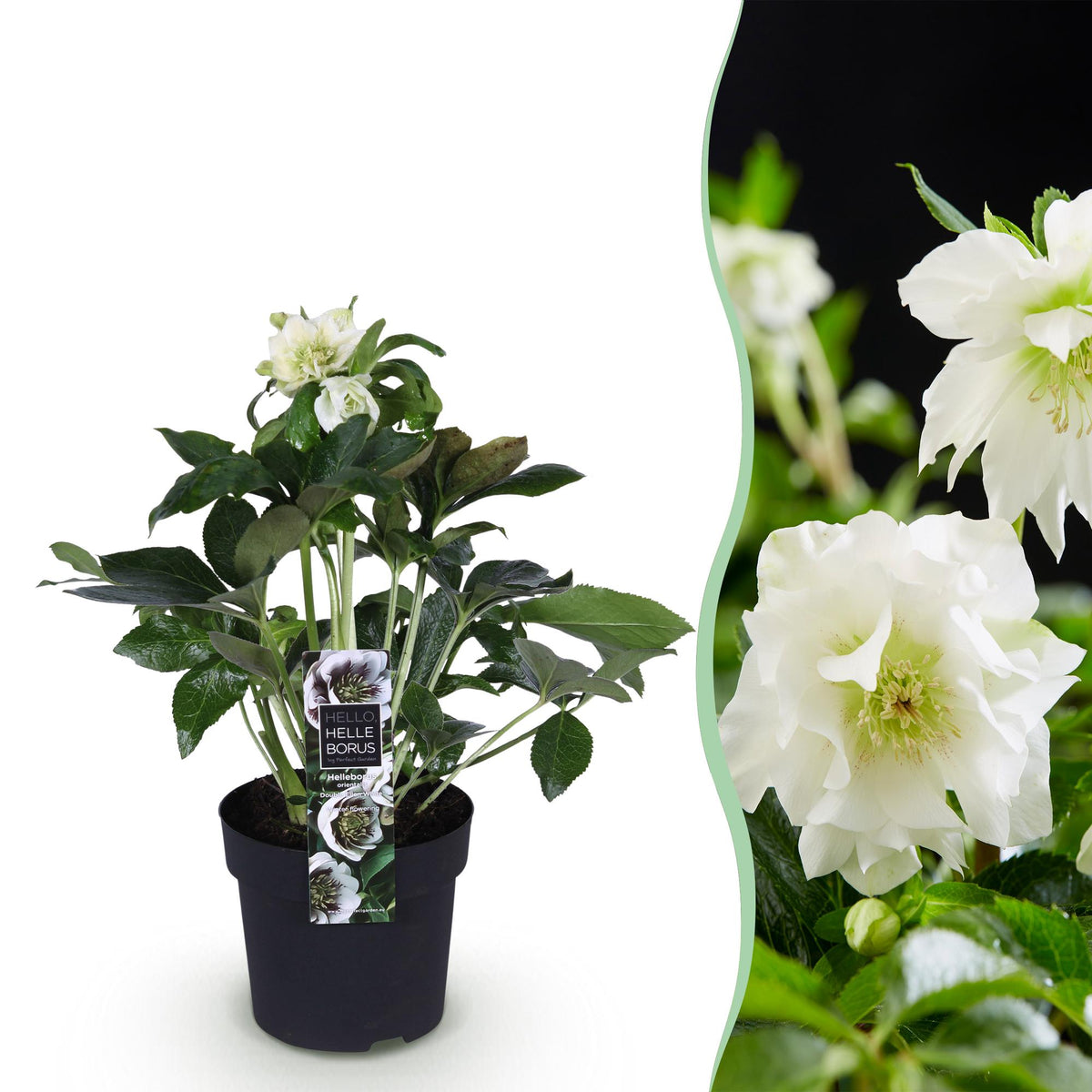 1x Helleborus orientalis 'Double Ellen White' – Lenten rose – White – pot Ø 14 cm – height 35 cm including pot