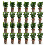 24x Euonymus japonica Green Spire - Pfaffenhütchen - Heckenpflanzen - Immergrün - Grün - Topf 9cm - Höhe 20-25cm – HaGa-Welt