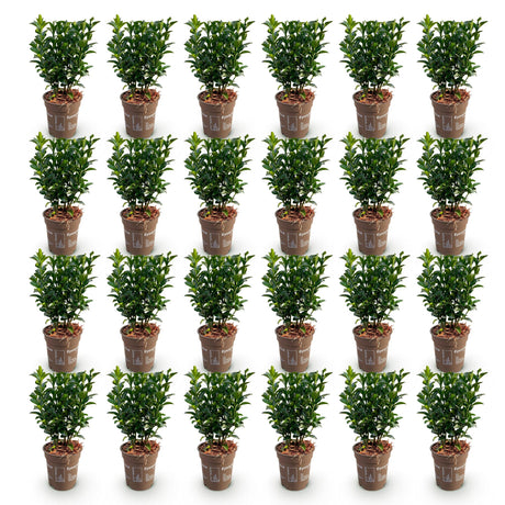 24x Euonymus japonica Green Spire - Pfaffenhütchen - Heckenpflanzen - Immergrün - Grün - Topf 9cm - Höhe 20-25cm – HaGa-Welt