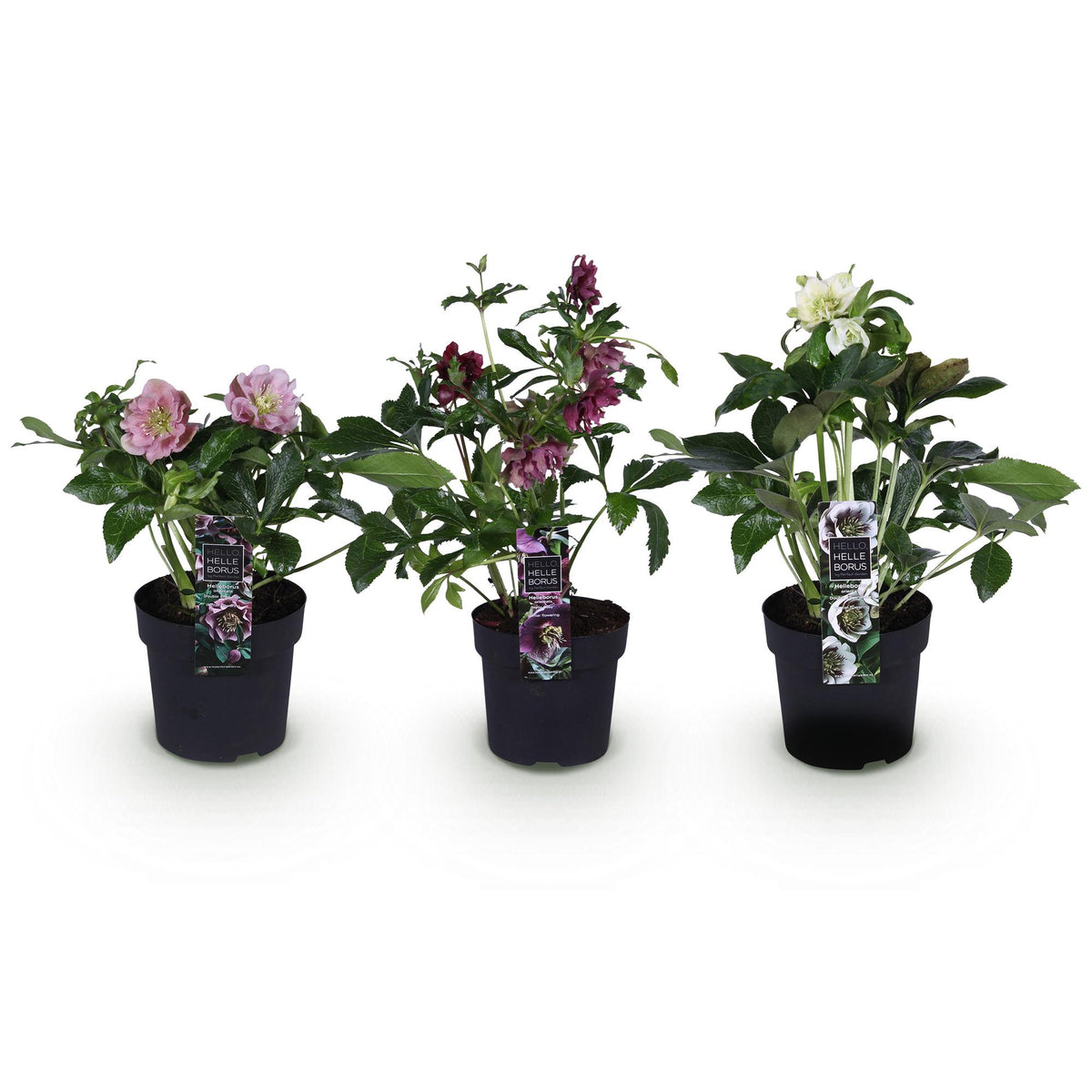 1x Helleborus orientalis Double Tricolour – Rose de carême – Rose, rouge et blanc – pot Ø 14 cm – hauteur 35 cm pot inclus