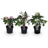 1x Helleborus orientalis Double Tricolour – Rose de carême – Rose, rouge et blanc – pot Ø 14 cm – hauteur 35 cm pot inclus
