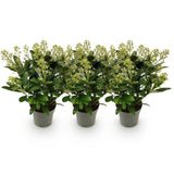 3x Skimmia japonica 'Finchy' – Skimmie – Hellgrüne bis cremefarbene Knospen, weiße Blüten – Topf Ø 15 cm – Höhe 30 cm inkl. Topf – HaGa-Welt