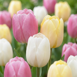 Tulpenzwiebeln – verschiedene Sorten zum Einpflanzen – HaGa-Welt