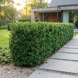 16x Ilex crenata Covenxa - Japanische Stechpalme - Heckenpflanzen - Immergrün - Grün - Topf 9cm - Höhe 20-30cm – HaGa-Welt