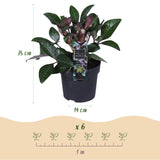 1x Helleborus lividus 'Purple Marble' – Hellébore – Vert crème nuancé de rose pourpré – pot Ø 14 cm – hauteur 35 cm pot inclus