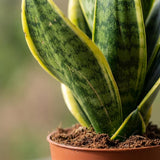 Sansevieria Future Superb - Bogenhanf - 1 Pflanze - mit Weißem Topf - Topf 12cm - Höhe - 35cm