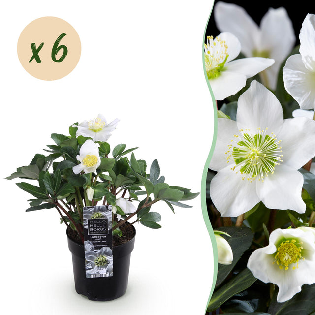 6x Helleborus niger 'Christmas Carol' – Christrose – Weiß – Topf Ø 10,5 cm – Höhe 25 cm inkl. Topf – HaGa-Welt