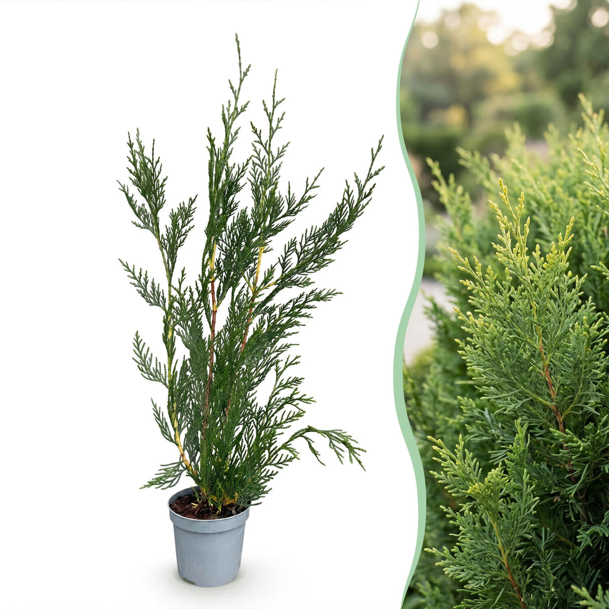 16x Cupressocyparis leylandii 2011 - Leylandii - Heckenpflanzen - Immergrün - Grün - Topf 9cm - Höhe 30-40cm – HaGa-Welt