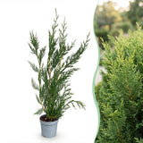 16x Cupressocyparis leylandii 2011 - Leylandii - Heckenpflanzen - Immergrün - Grün - Topf 9cm - Höhe 30-40cm – HaGa-Welt