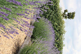 1x 6 pack Lavendel angustifolia - 6 x Ø7 cm - ↕15 cm – HaGa-Welt