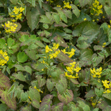 6x Epimedium perralc. 'Frohnleiten' - ↕10-25cm - Ø9cm – HaGa-Welt
