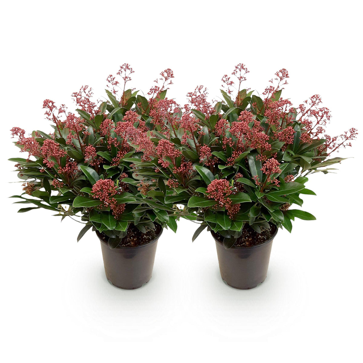 2x Skimmia japonica 'Rubella' – Skimmie – Rote Knospen, später weiße Blüten – Topf Ø 19 cm – Höhe 60 cm inkl. Topf – HaGa-Welt