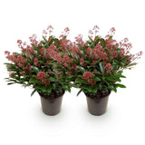 2x Skimmia japonica 'Rubella' – Skimmie – Rote Knospen, später weiße Blüten – Topf Ø 19 cm – Höhe 60 cm inkl. Topf – HaGa-Welt